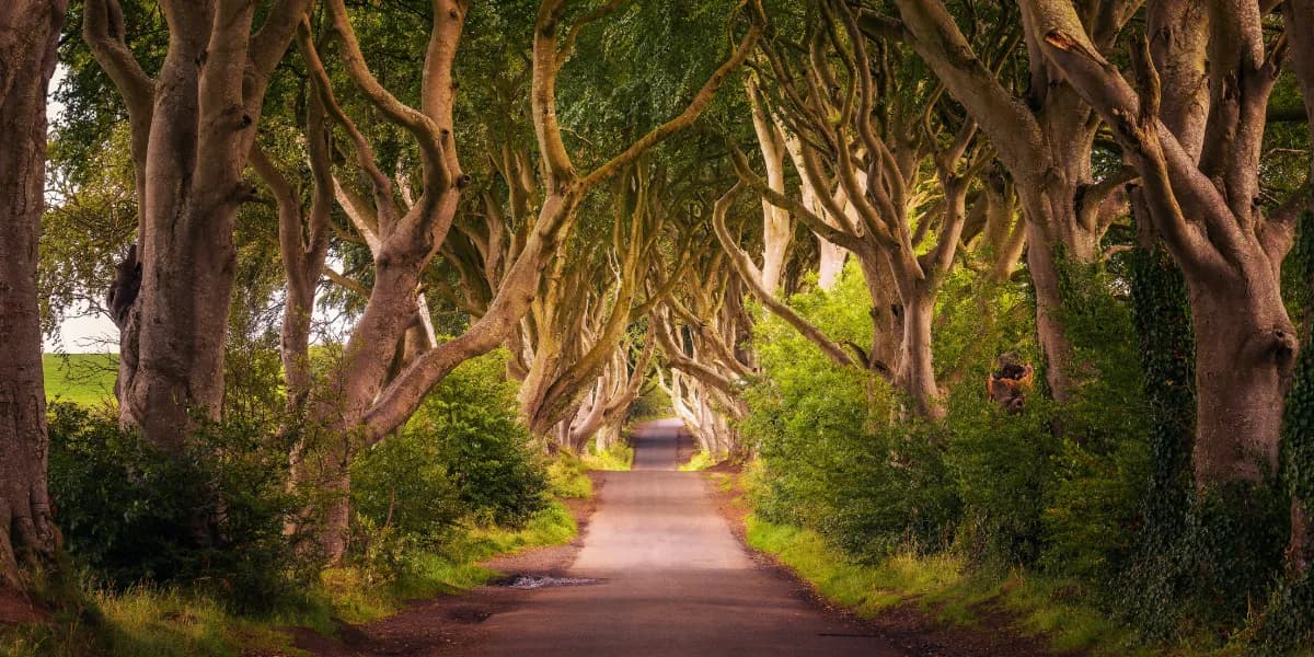 The Dark Hedges from Dublin: Private Chauffeur Guide